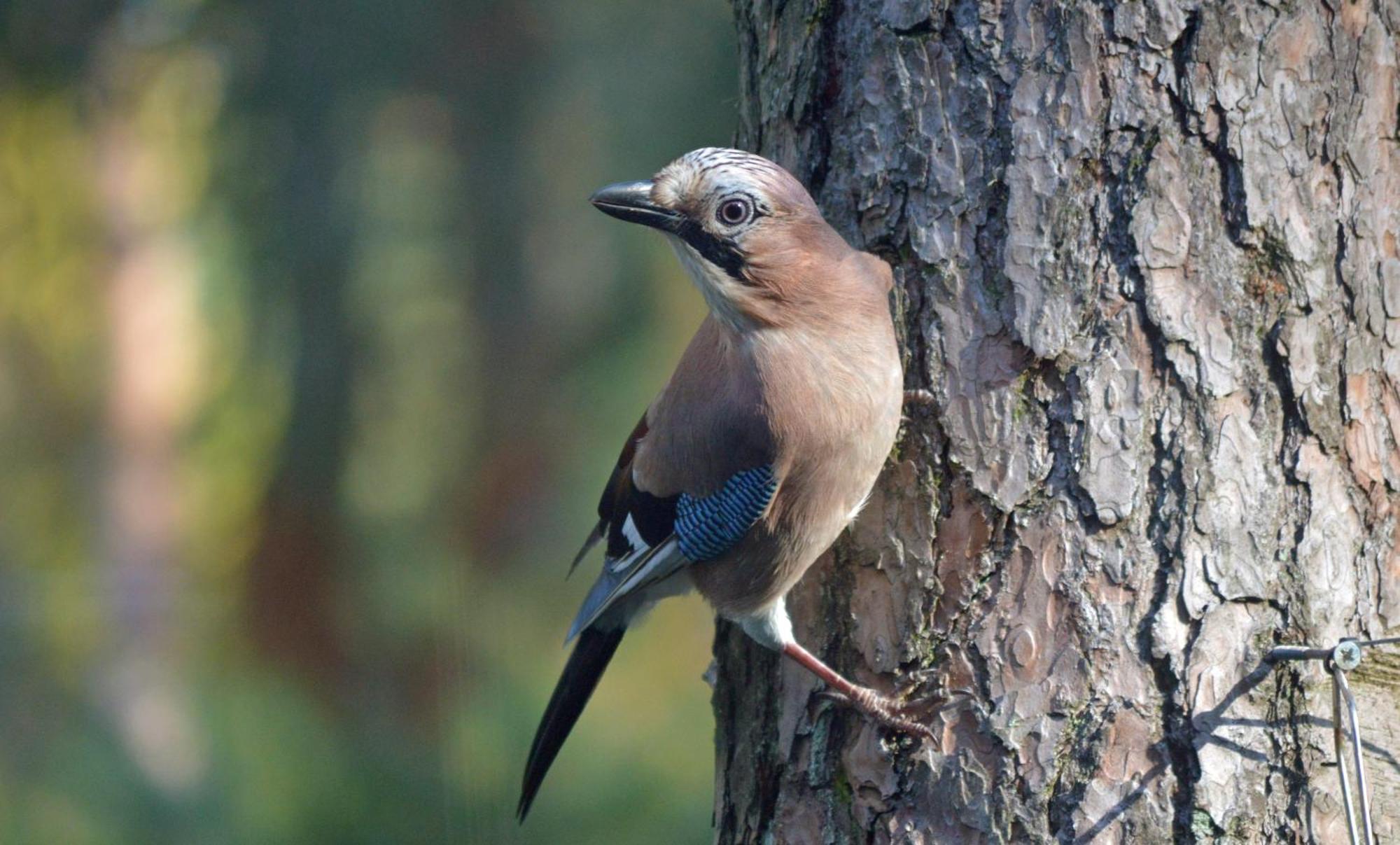 Boshuis Turquoise / Smaakvol Genieten Op De Veluwe Hoenderloo Extérieur photo