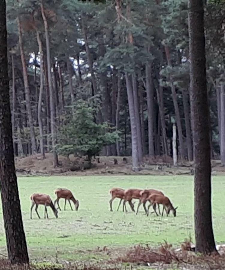 Boshuis Turquoise / Smaakvol Genieten Op De Veluwe Hoenderloo Extérieur photo