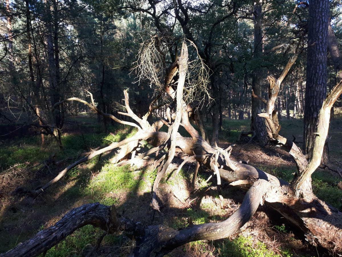 Boshuis Turquoise / Smaakvol Genieten Op De Veluwe Hoenderloo Extérieur photo